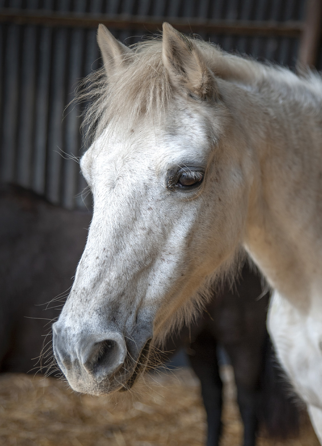 Horse image test@2x .