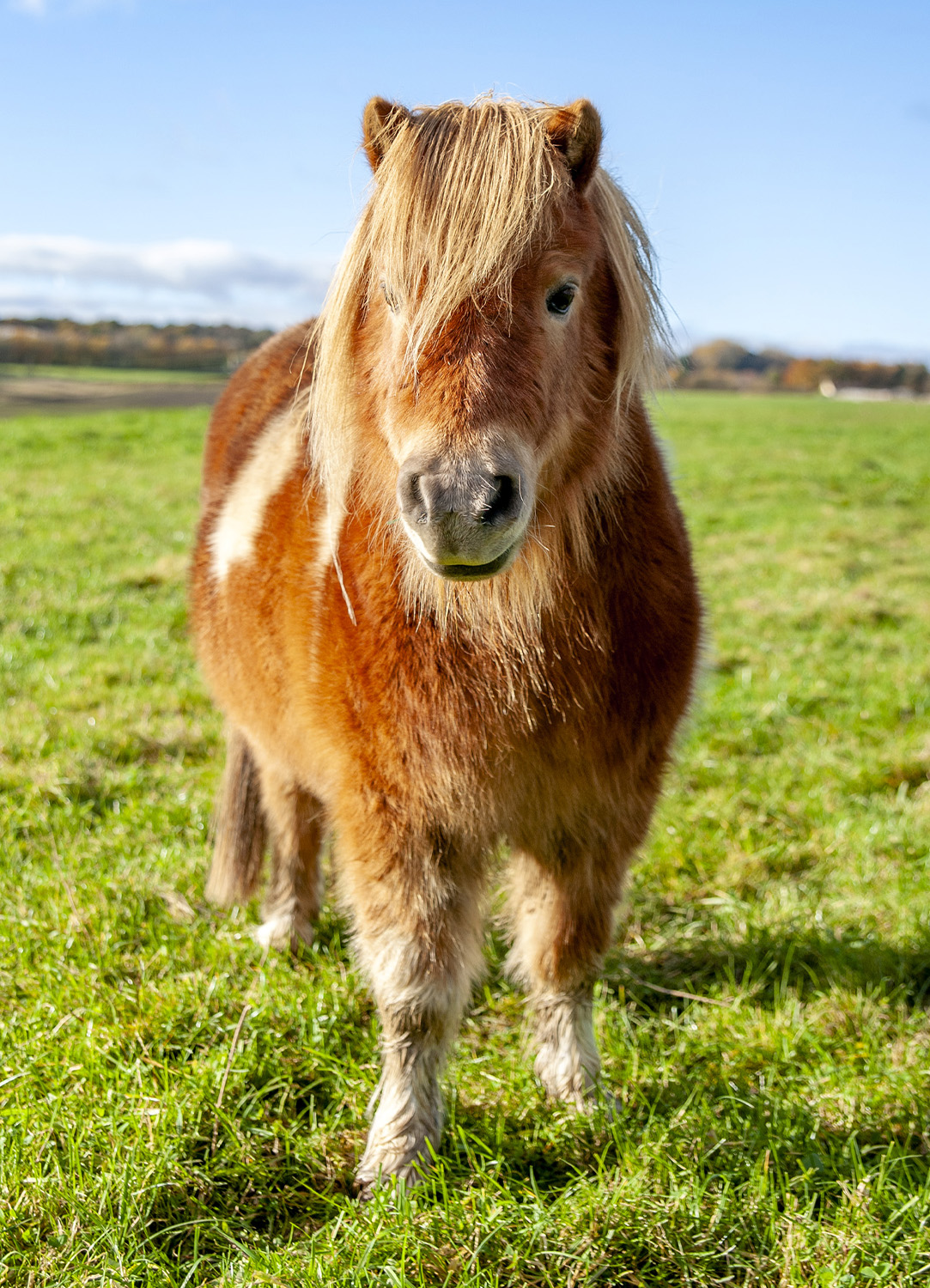 Horse image test@2x .