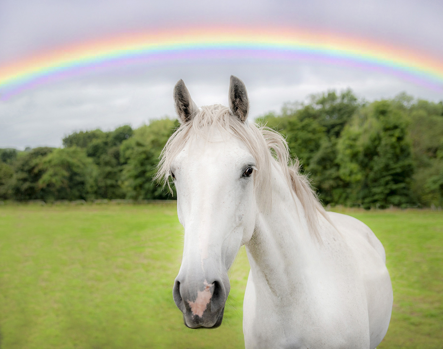 On World Animal Welfare Day – the supreme act of kindness. – Here4Horses