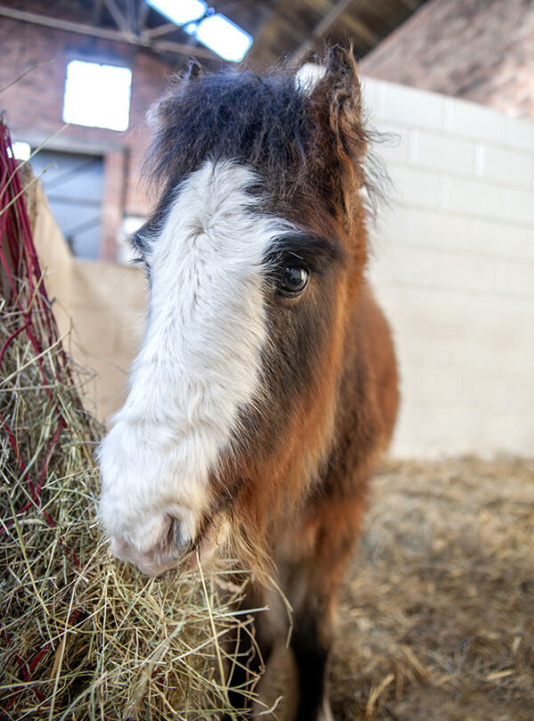 World Horse Day Here4Horses